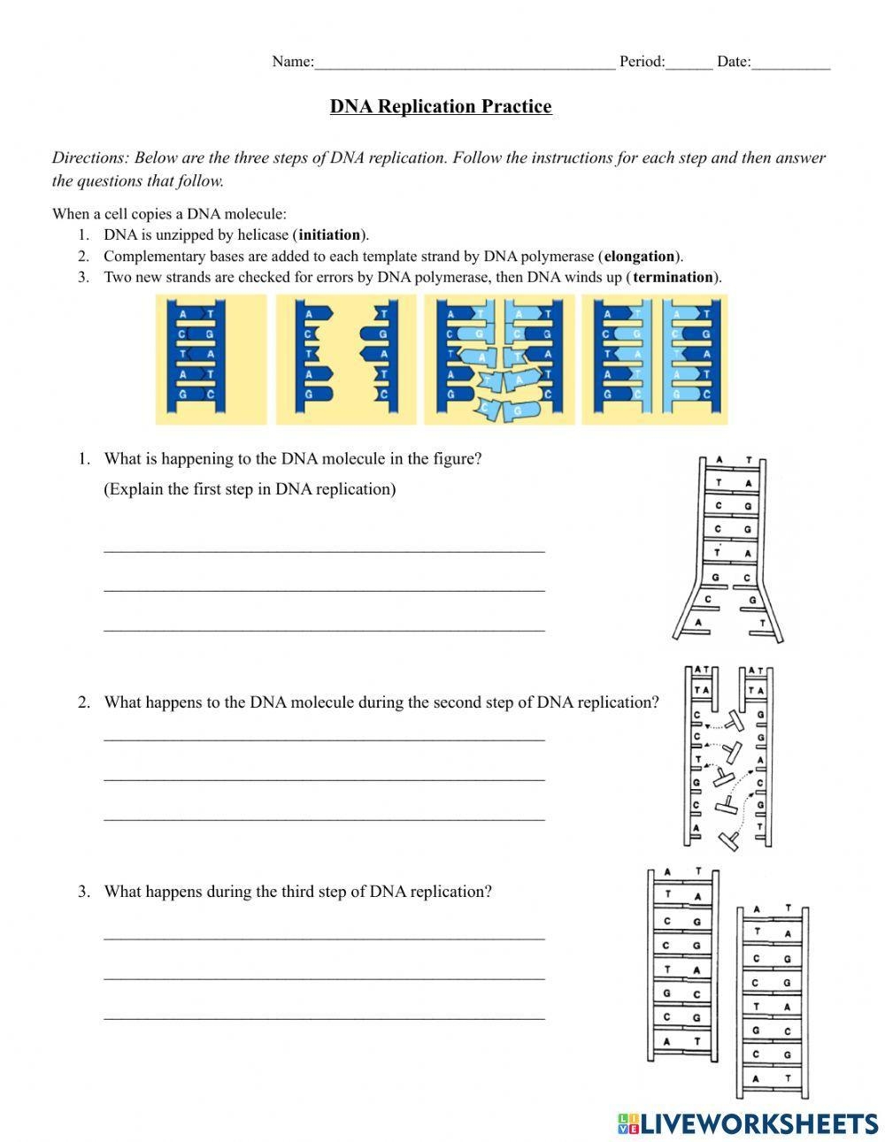 dna replication practice worksheet