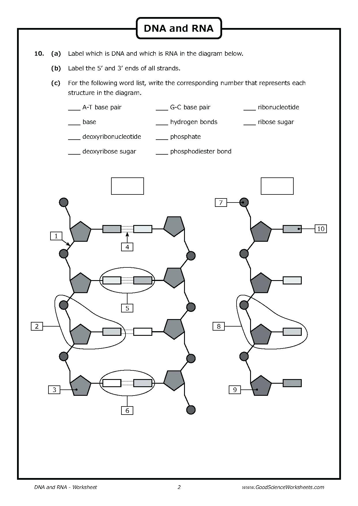 Dna Replication Worksheet Answers E streetlight