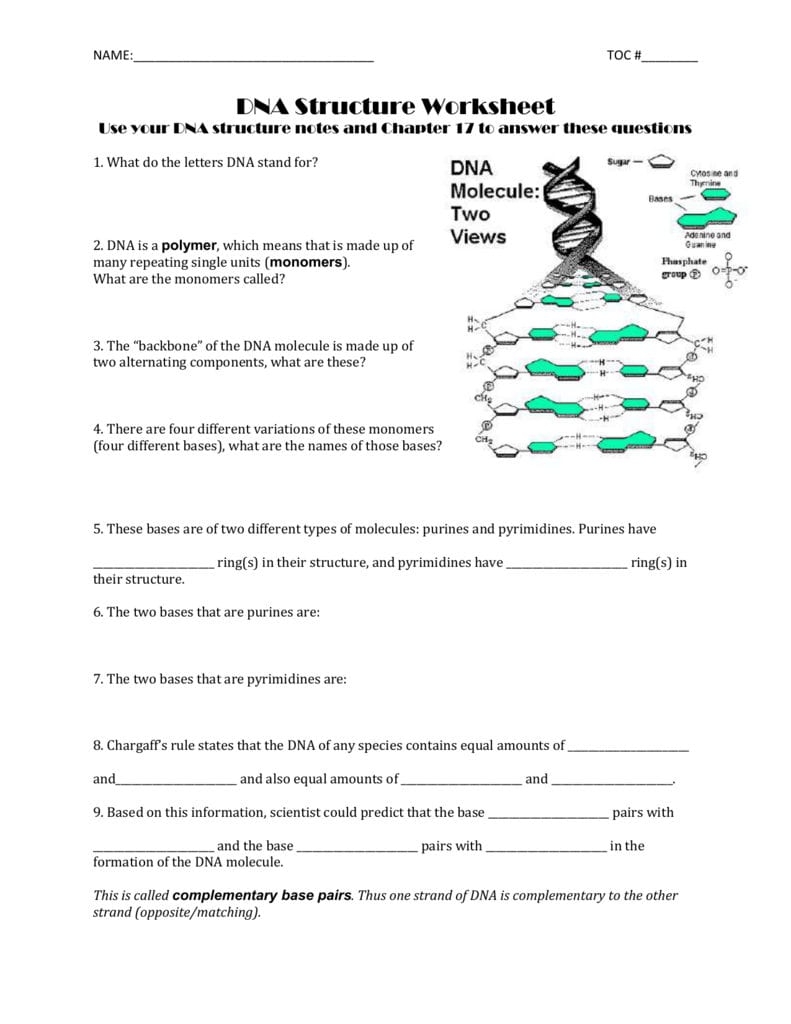 dna structure worksheet answer key