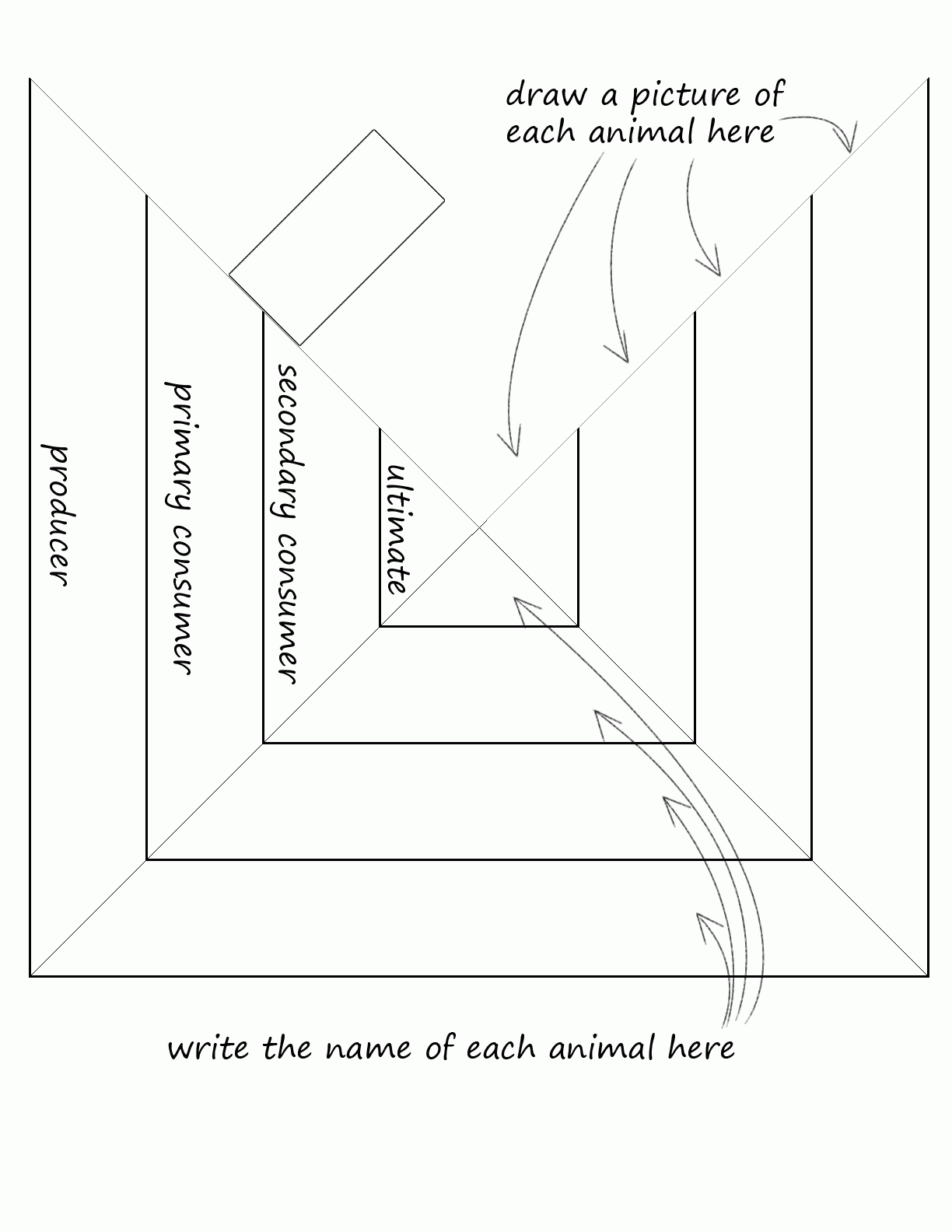 Ecosystem Pyramid Worksheet Engaging Worksheet Activities