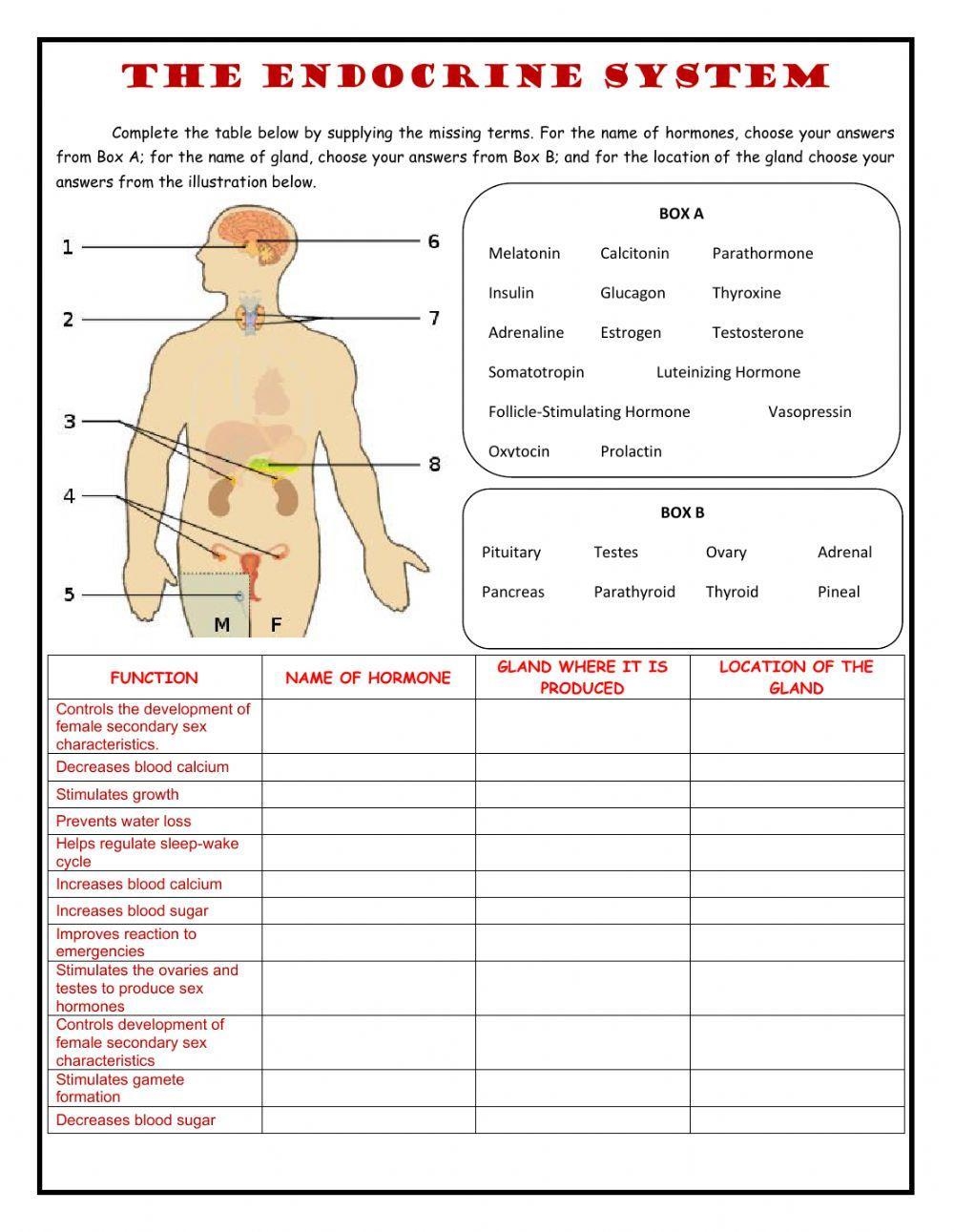 Endocrine System Worksheets Glands Anatomy Function Worksheets