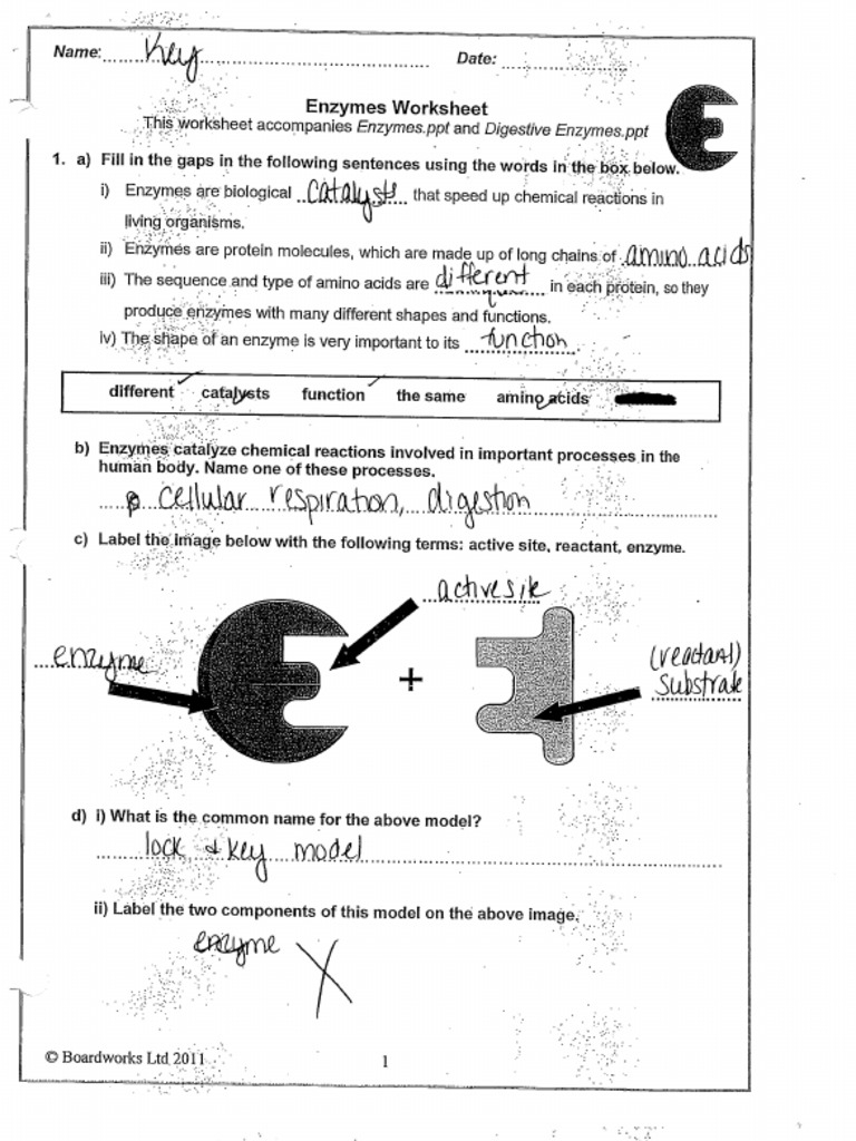 enzymes worksheet with answers