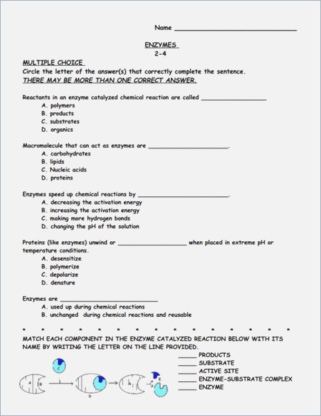 Enzyme Worksheet All About Enzymes Worksheet Answers Webmart Free