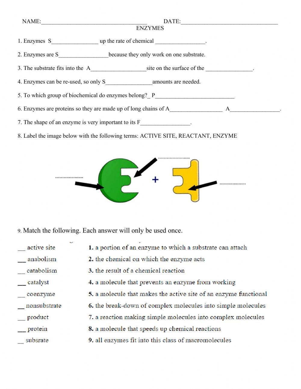 ENZYMES Activity Live Worksheets Worksheets Library