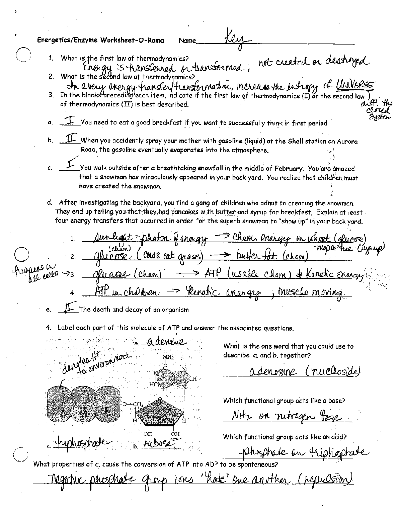 Enzymes How Do They Work Simple Coloring Activity Worksheets Library