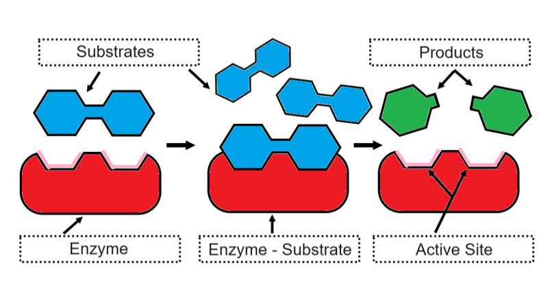 enzymes worksheet