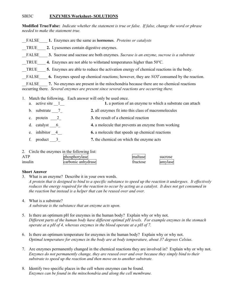 Enzymes Worksheet Answers Printable Word Searches