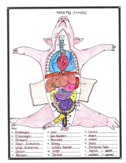 Fetal Pig Anatomy And Simulated Dissection Worksheet female Pig