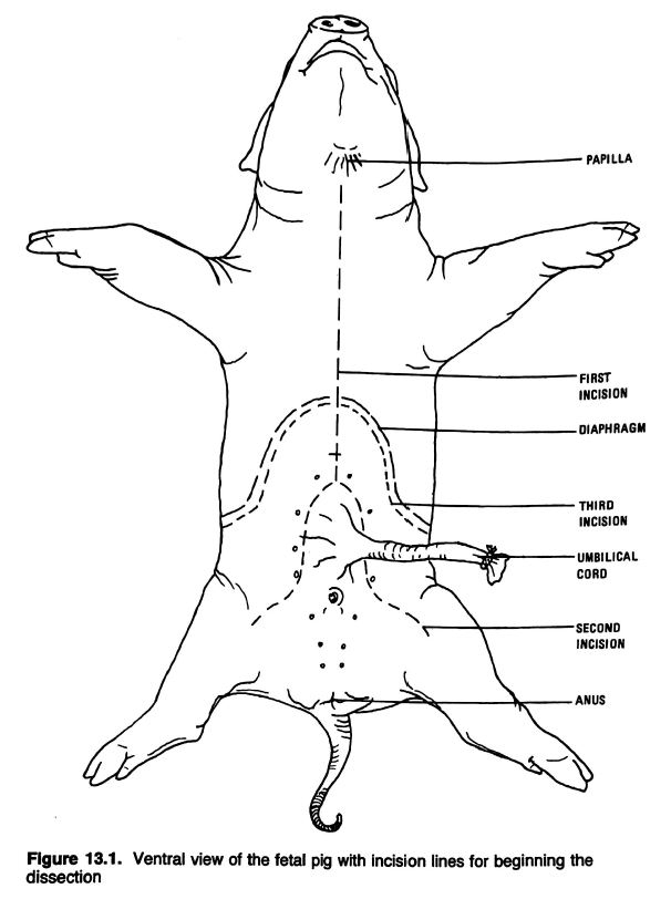 fetal pig dissection worksheet