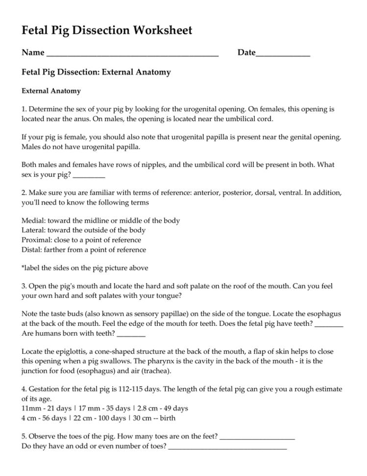 Fetal Pig Dissection Worksheet Db excel