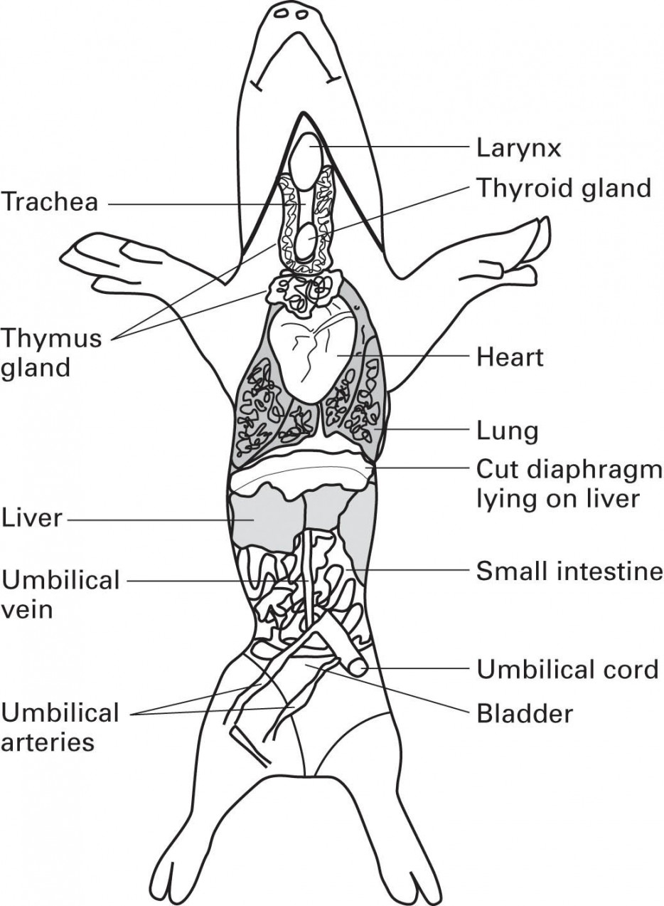 Fetal Pig Dissection Worksheet Printable PDF Template