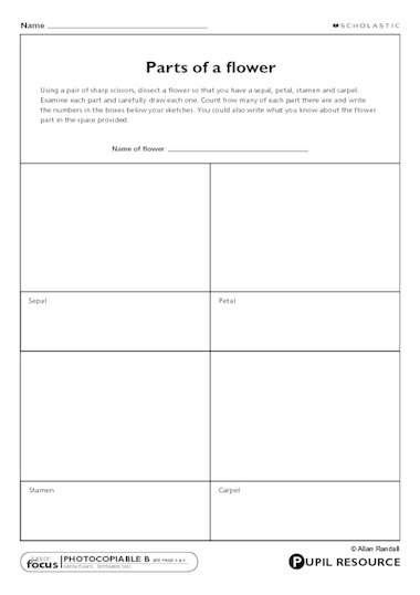 Flower Dissection Brookgreen Worksheets Library