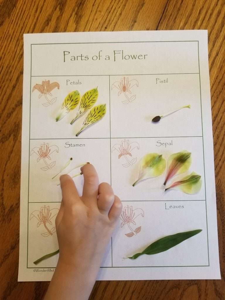 flower dissection worksheet