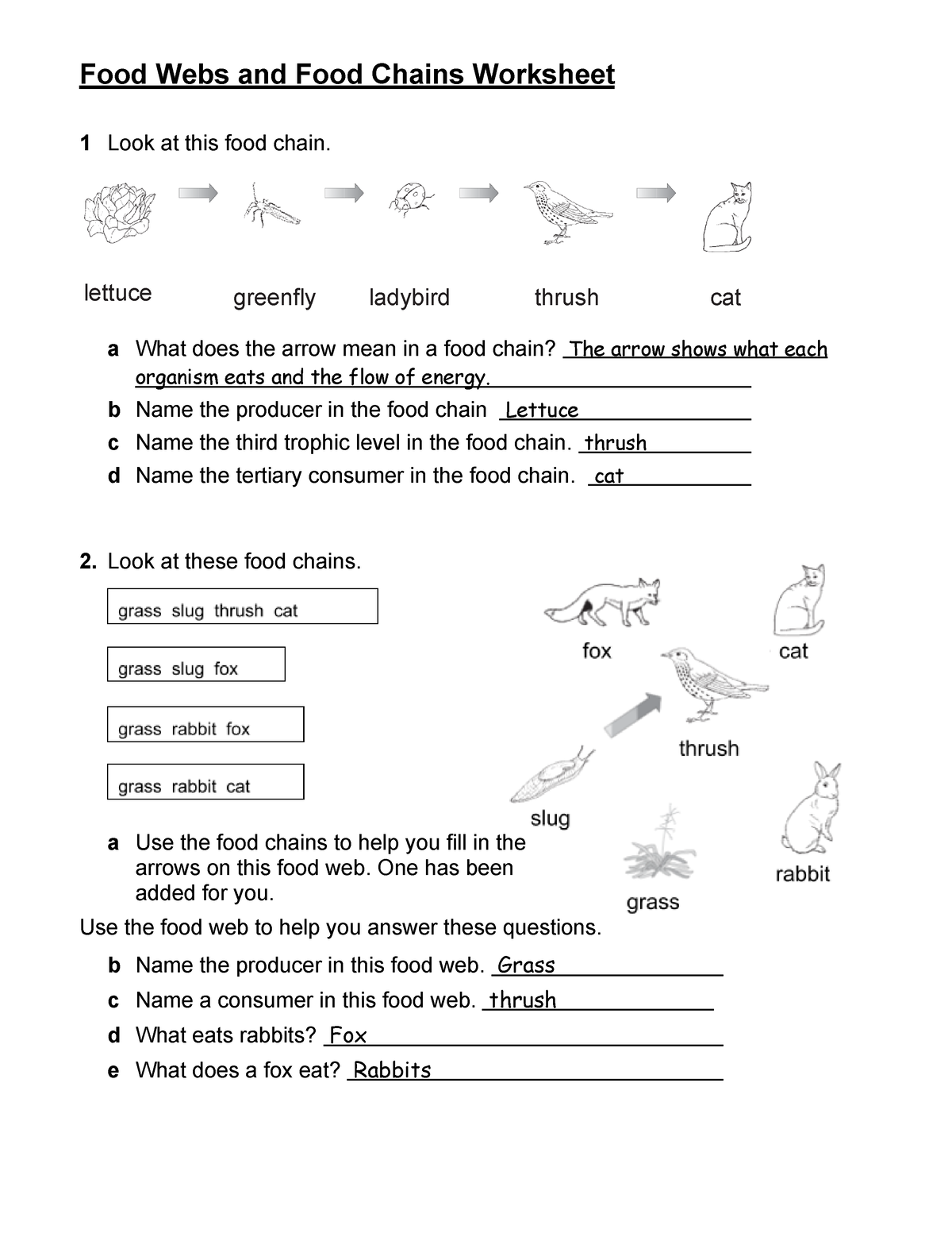 Food Webs And Food Chains Worksheet Food Webs And Food Chains 