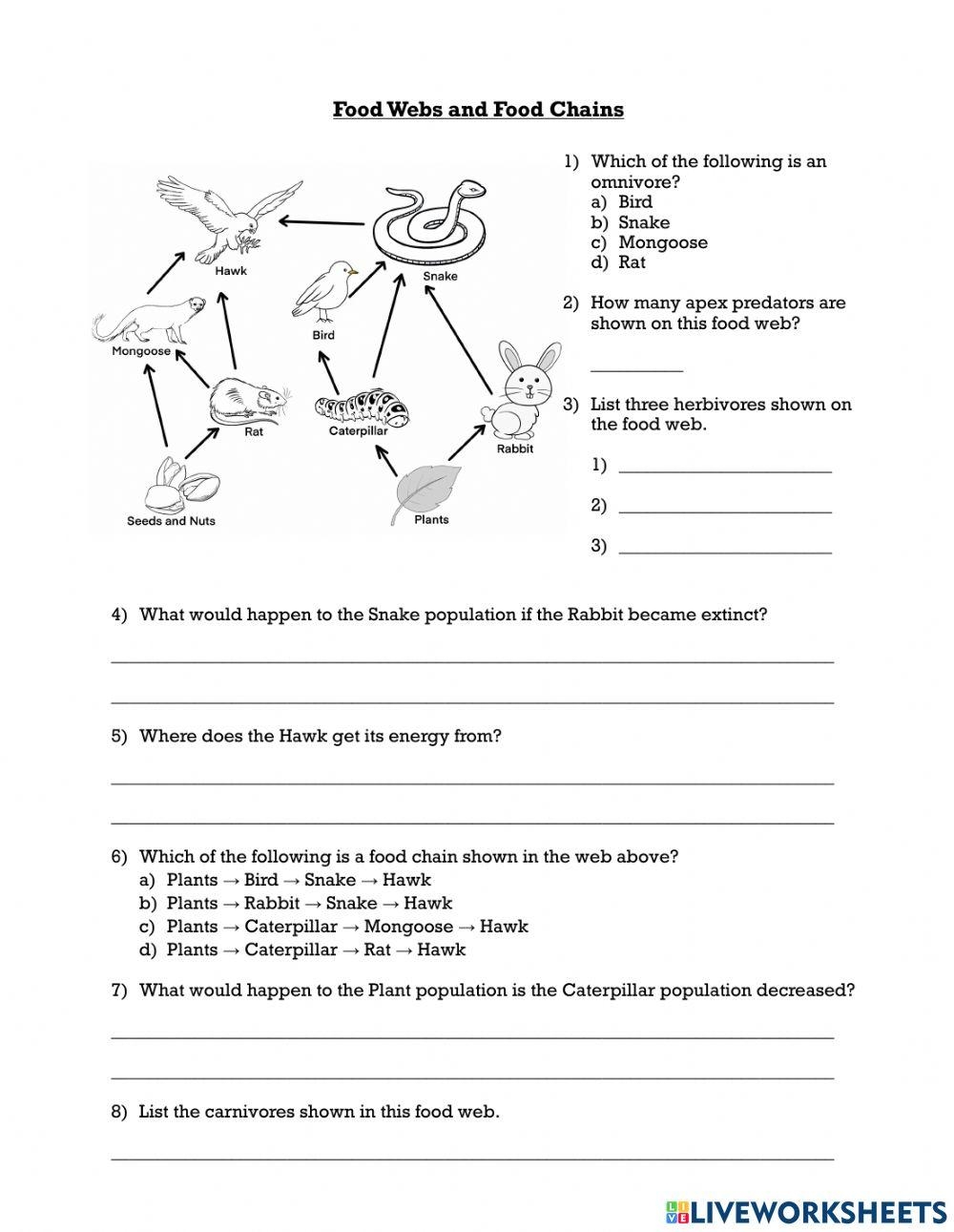 food chains and webs worksheet