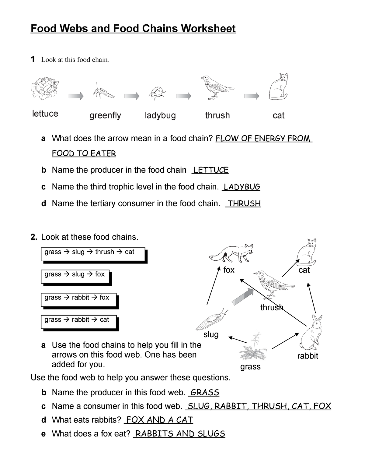 Food Websand Food Chains Worksheet KEY 11dbru5 Food Webs And 