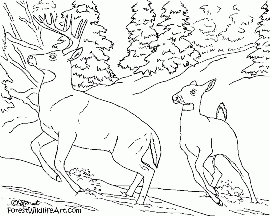 Forest Animals Coloring Pages Coloring Home