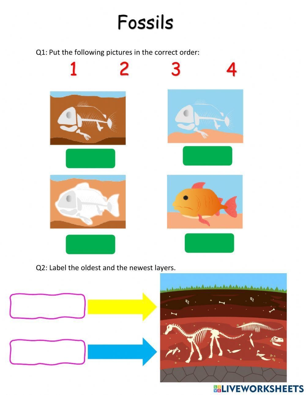 Fossils 8th Grade Science Worksheets And Answer Key Study Guides