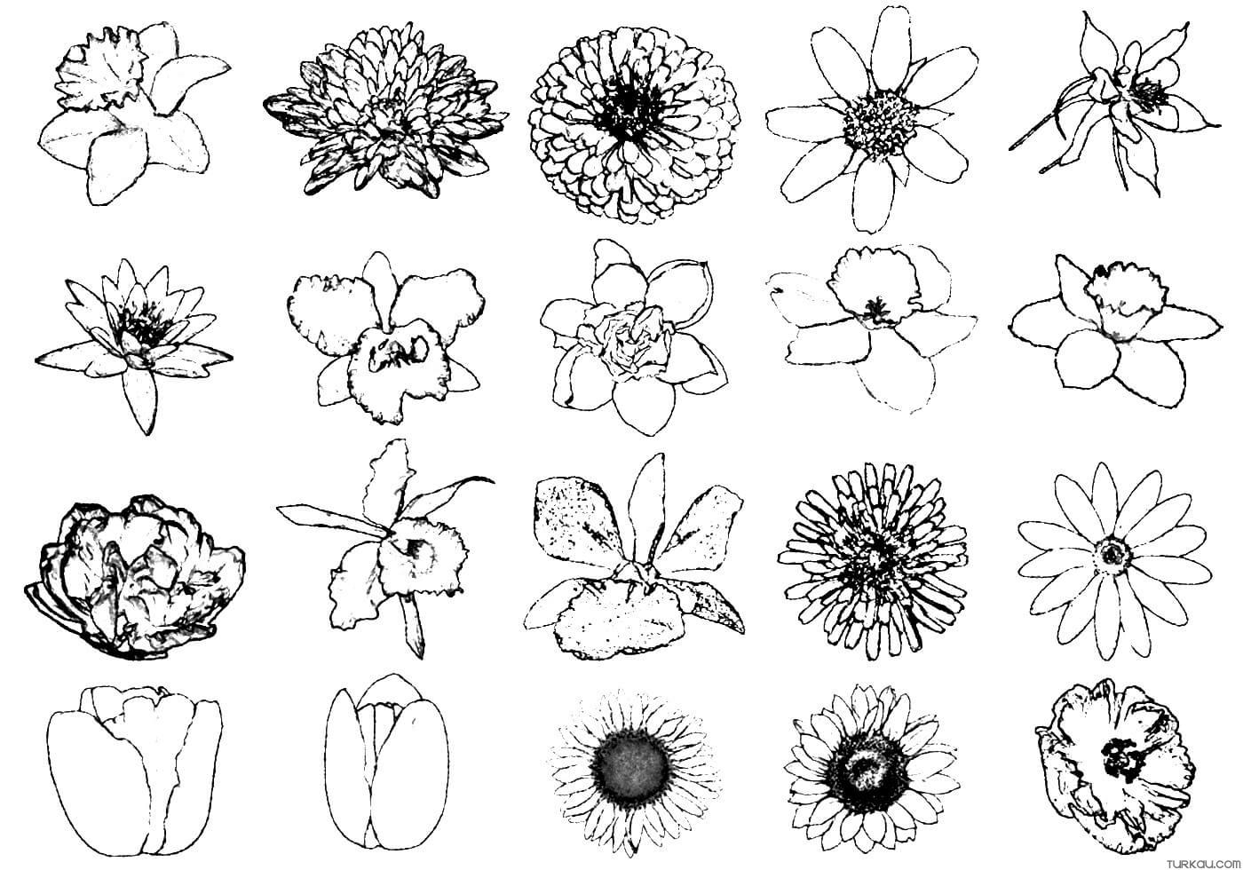 Fox Flowers Coloring Page Turkau