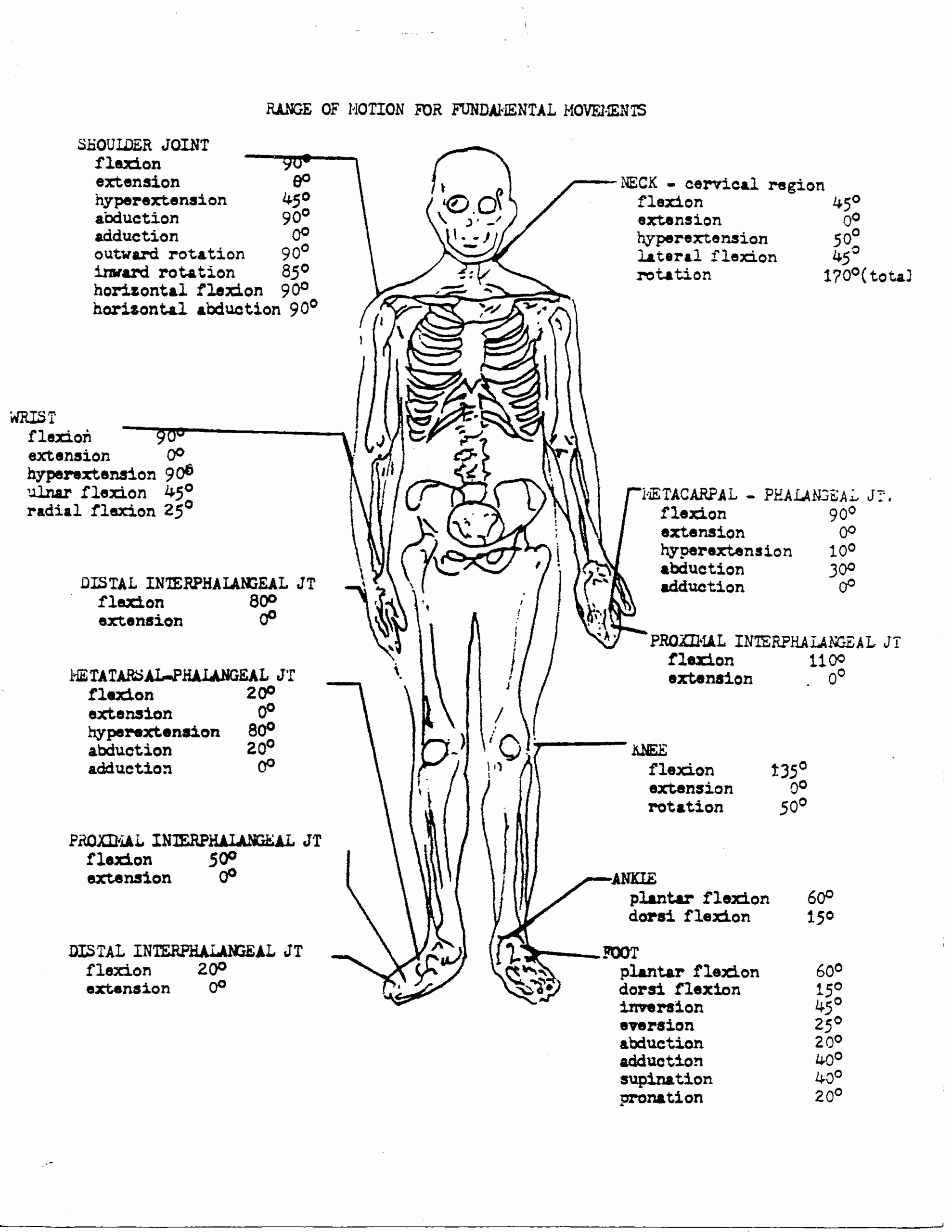 anatomy physiology worksheets