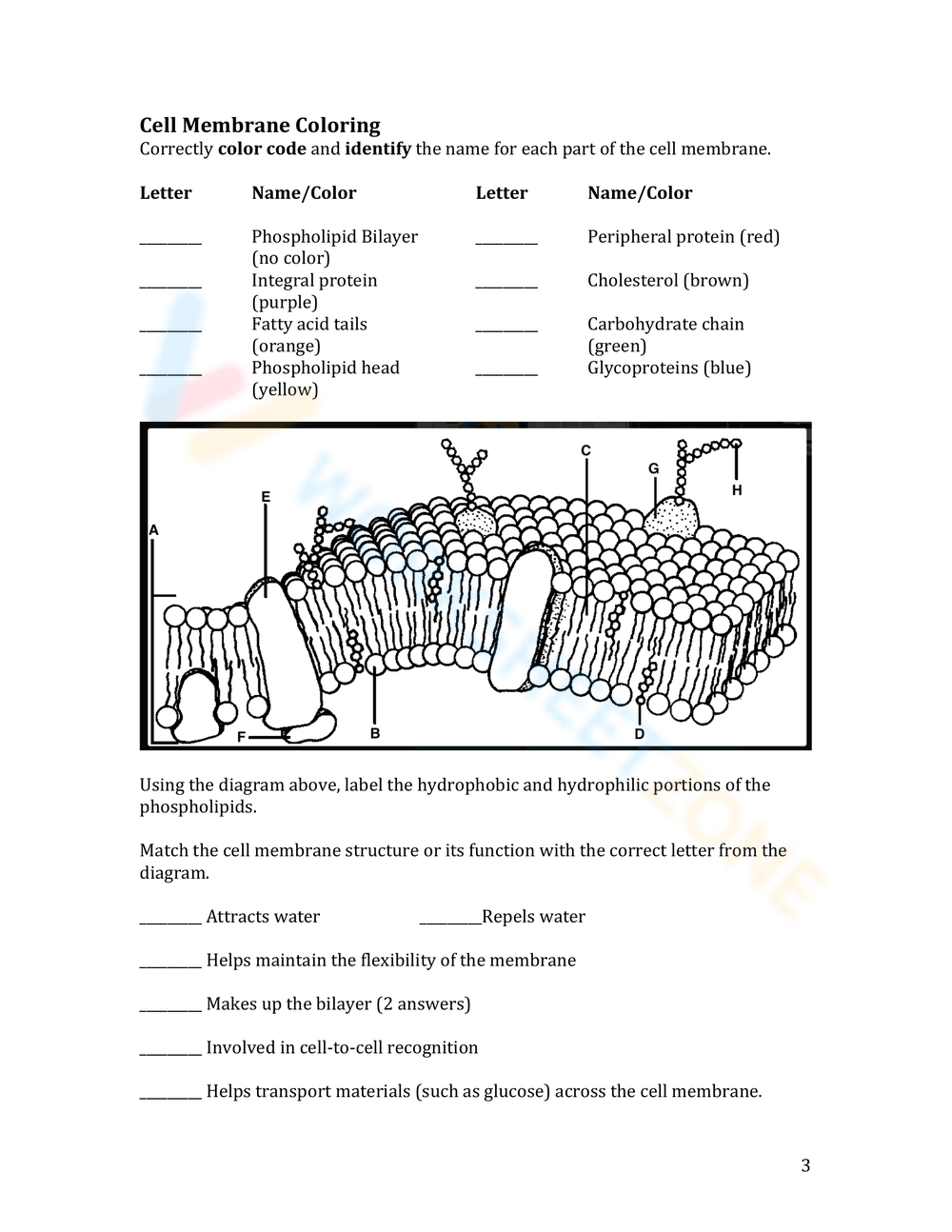 cell membrane coloring worksheet answer key