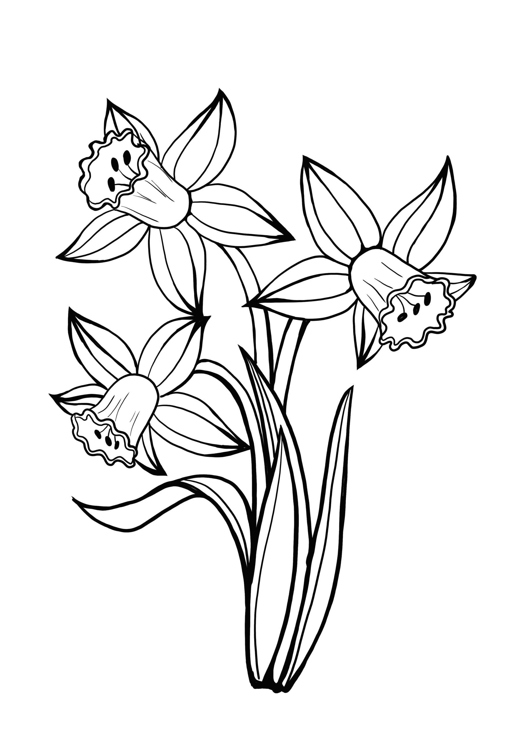 Free Printable Daffodil Cliparts Download Free Printa Vrogue co