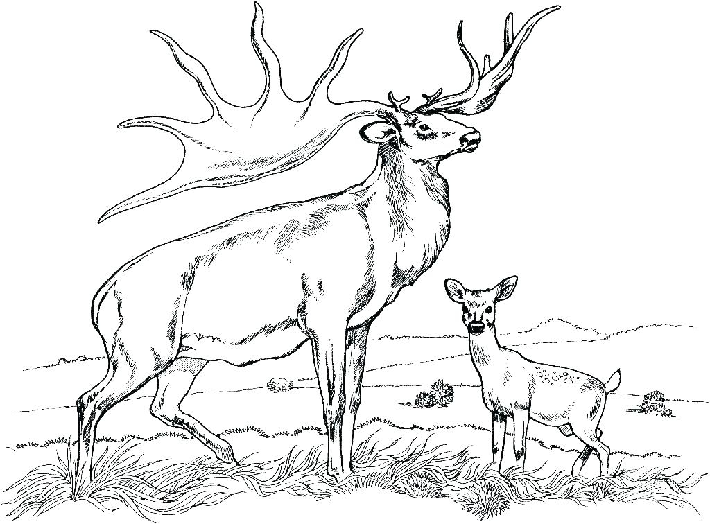 Free Printable Deer Coloring Pages At GetColorings Free Printable 
