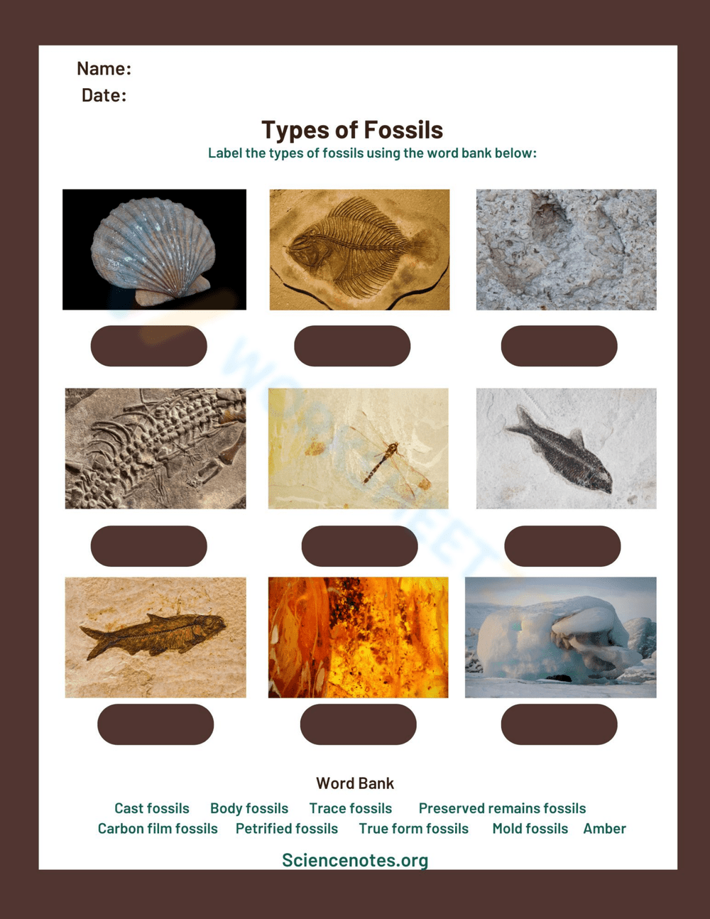 fossils worksheet