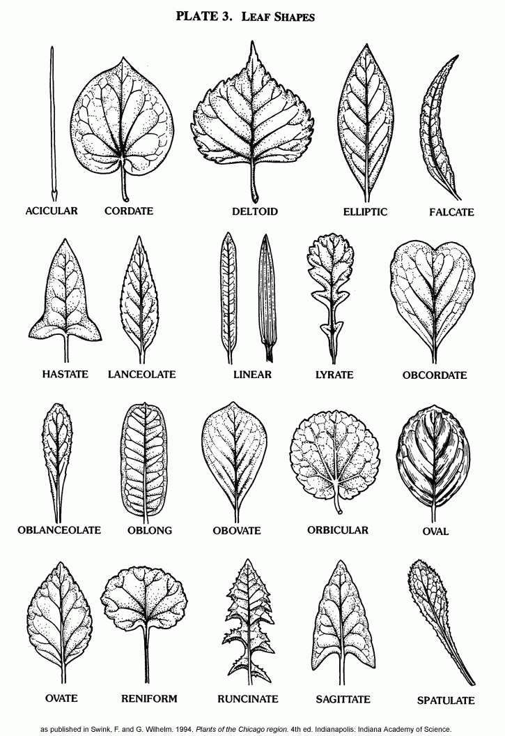 free printable leaf shapes