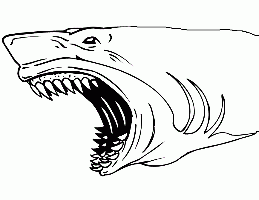 Free Printable Shark Coloring Pages Coloring Home
