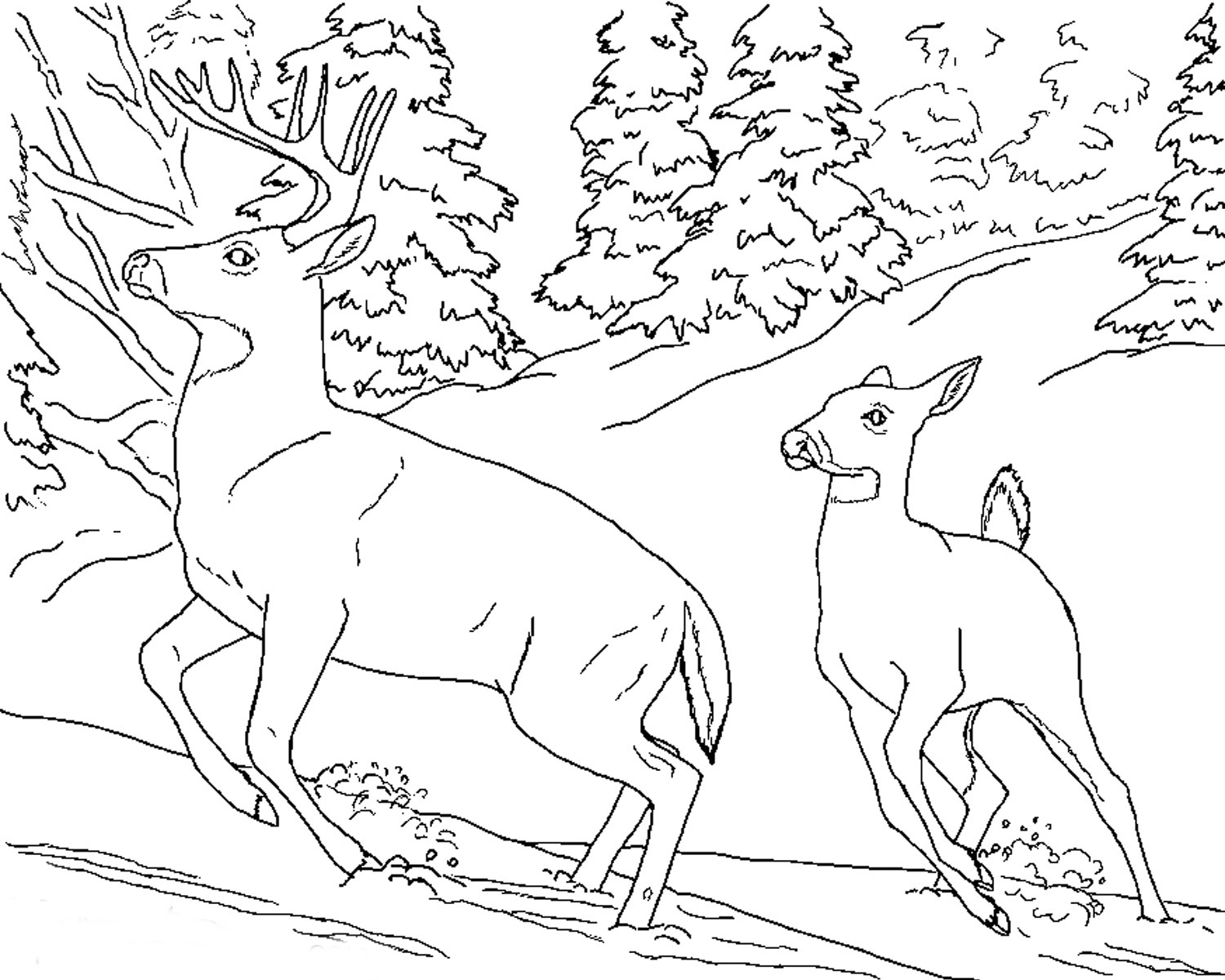 Coloring Pages Realistic