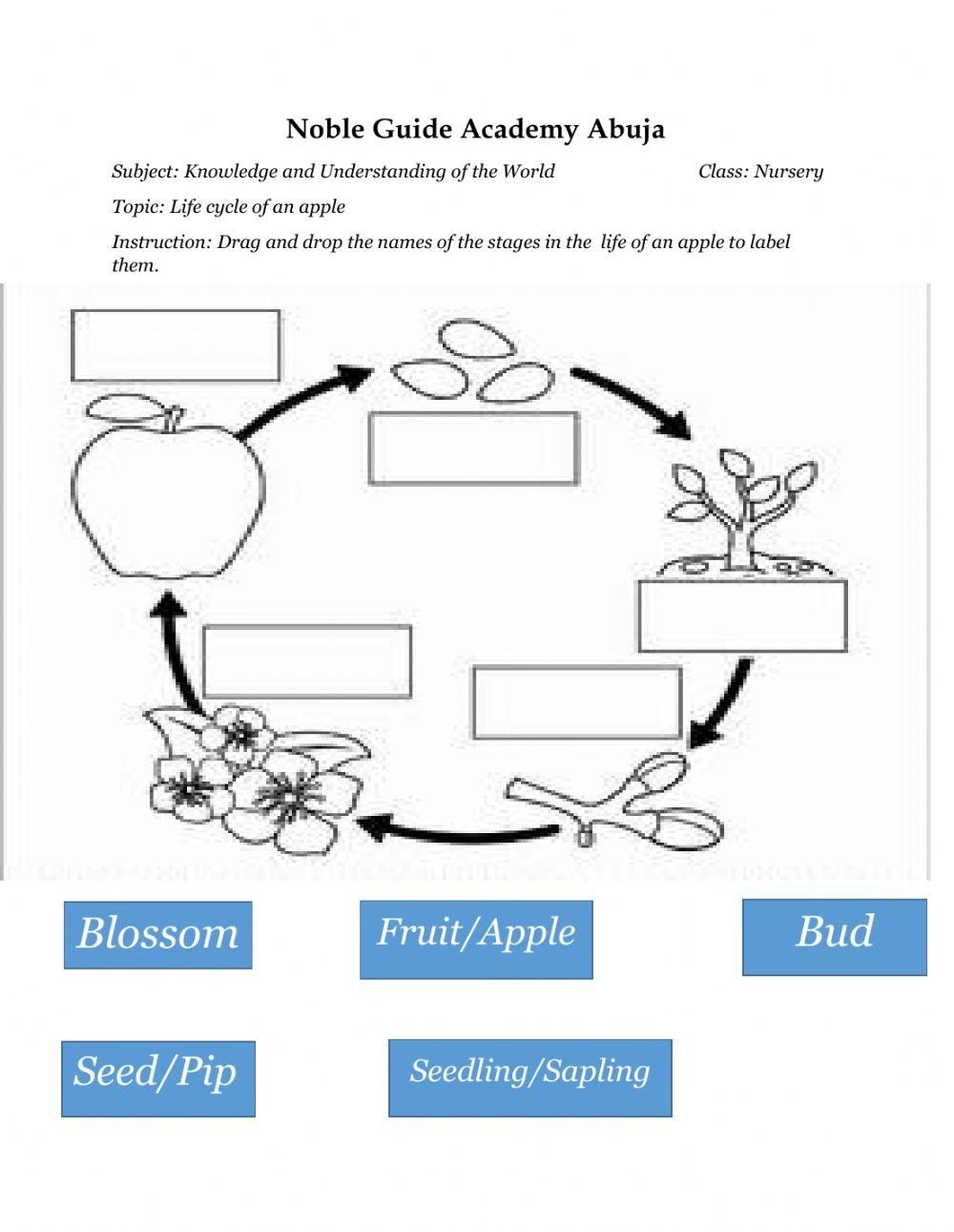 Fun Apple Life Cycle Worksheets Worksheets Library