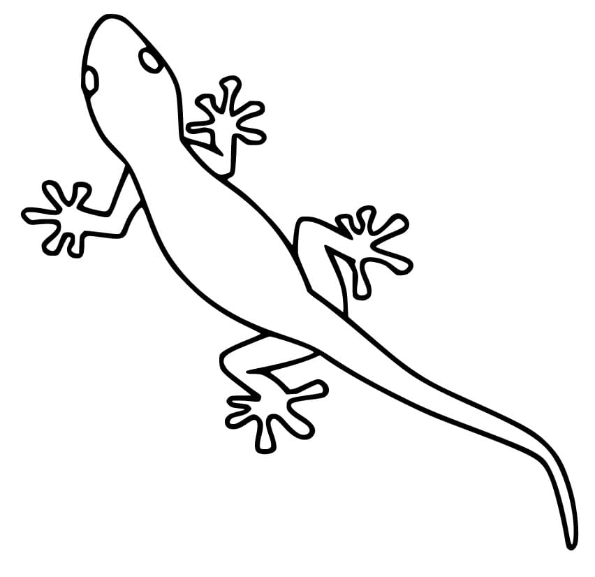 Gecko Coloring Page
