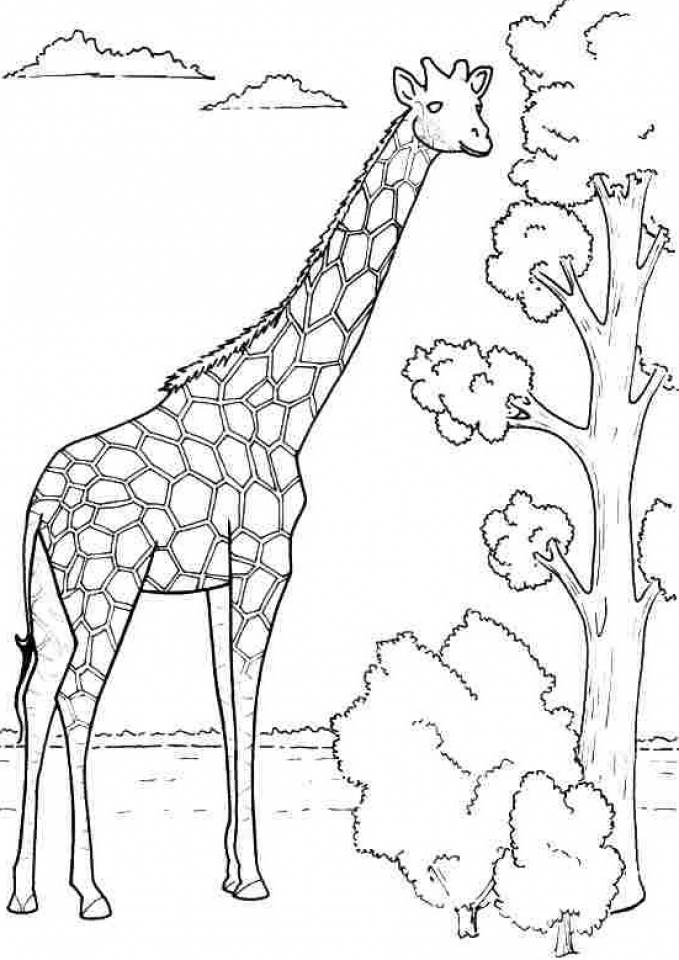 Giraffe Free Coloring Pages