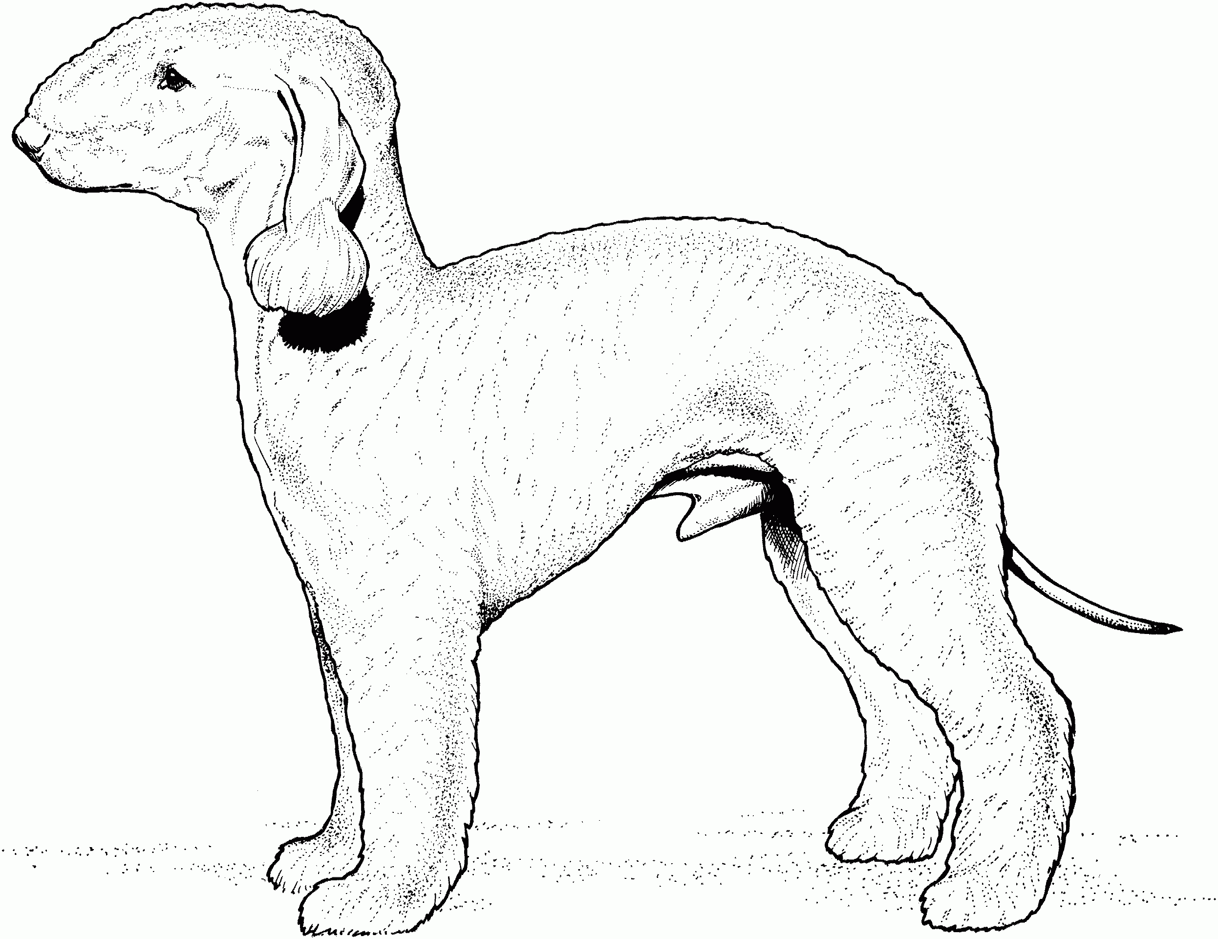 Golden Retriever Color Page