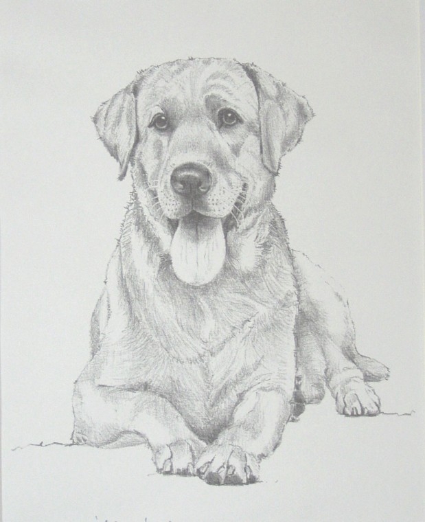 Golden Retriever Color Page