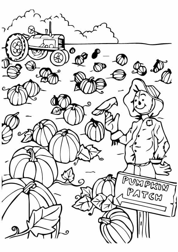Great Pumpkin Patch