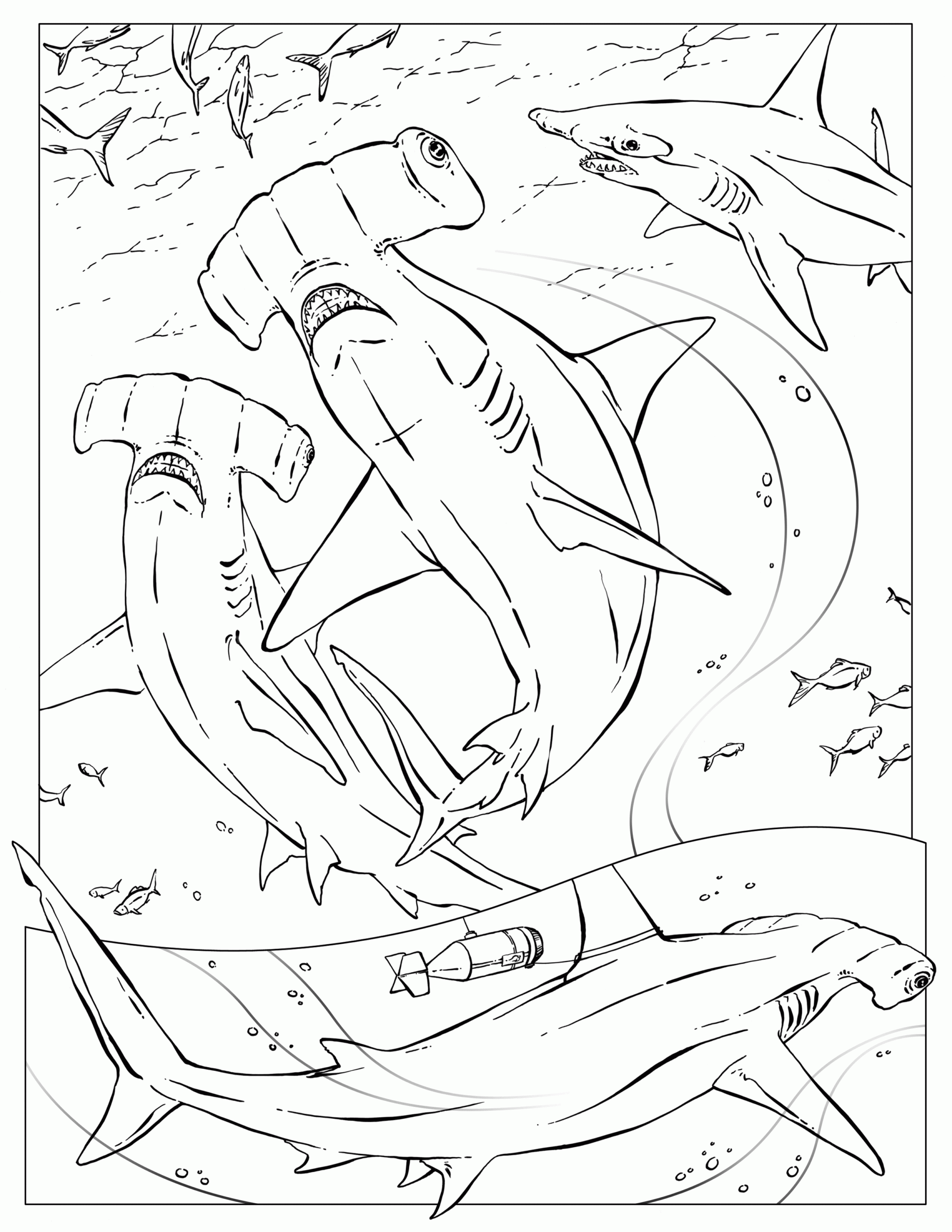 Hammerhead Shark Coloring Page