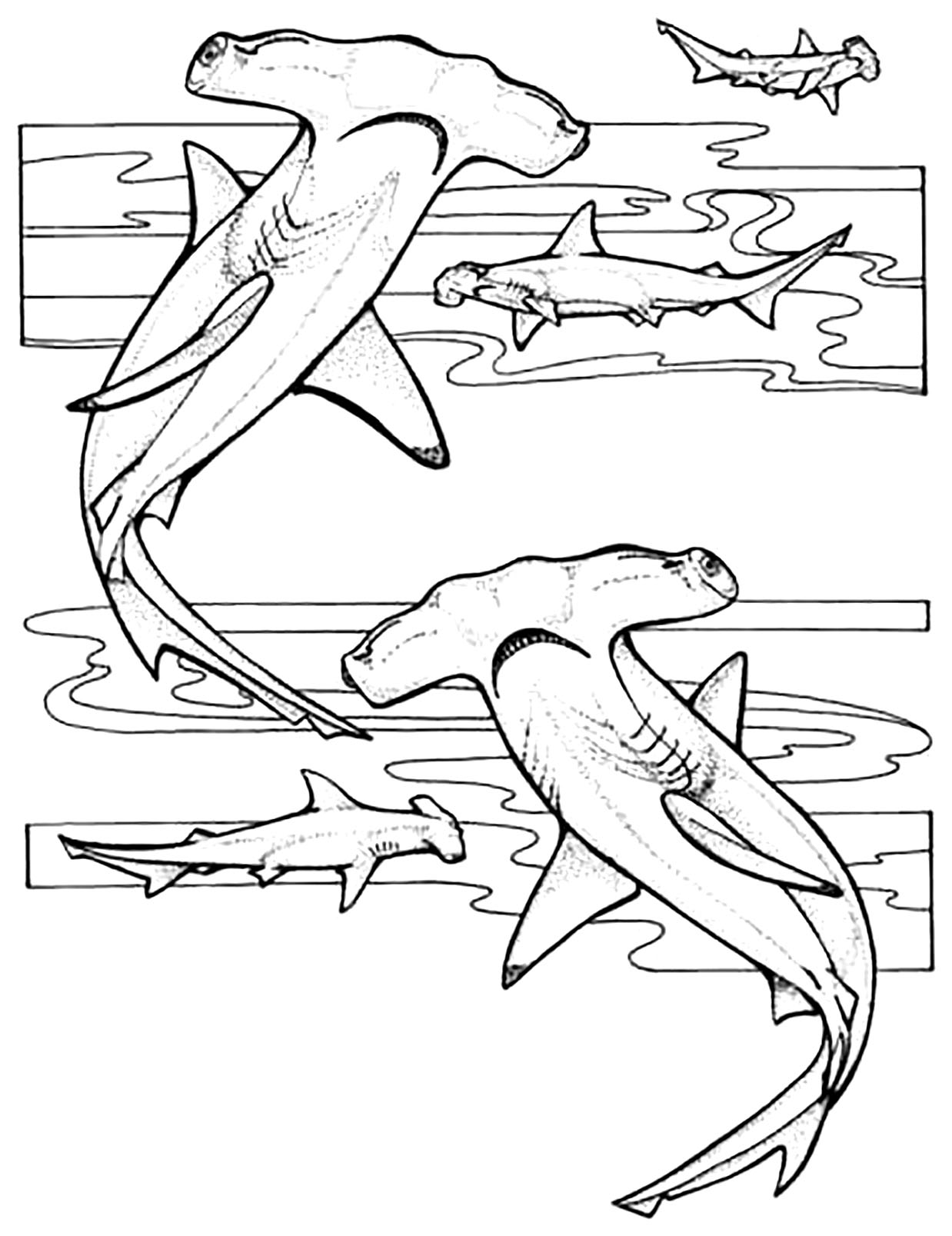 Coloring Pages Of Sharks Printable
