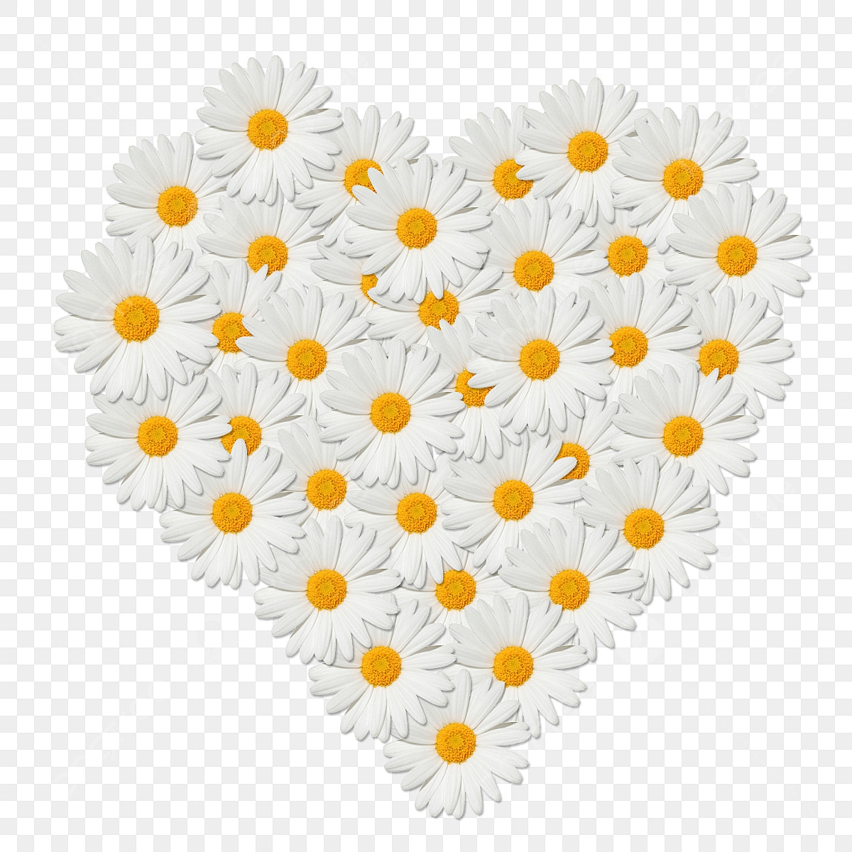 Heart Shaped Flowers Hd Transparent Daisy Flower Shaped Heart Frame 