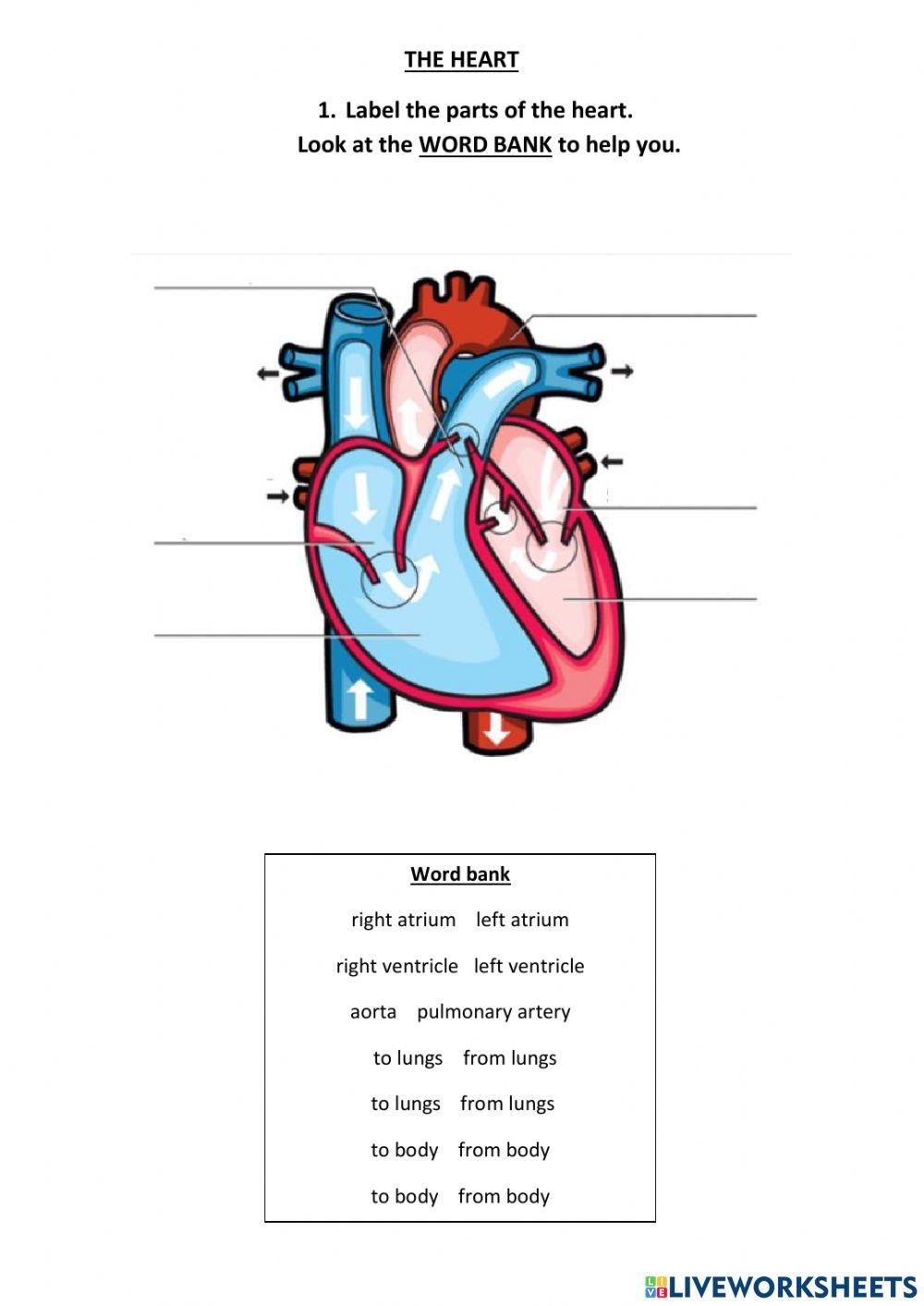 Heart Tracing Worksheet Printable Tracing Shapes Worksheets