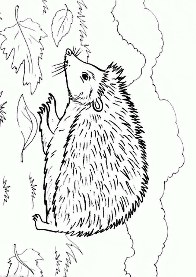 Hedgehog Coloring Page Animals Town Animal Color Sheets Hedgehog 
