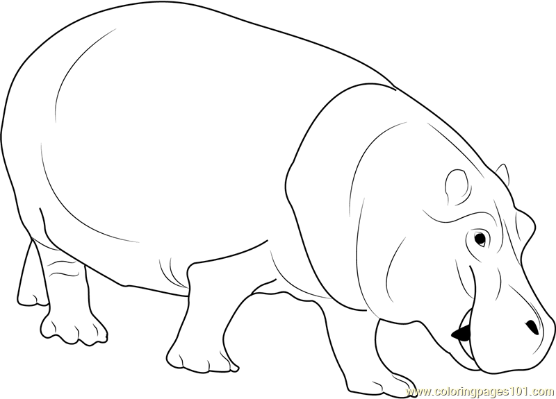 Hippopotamus Coloring Page For Kids Free Hippopotamus Printable 