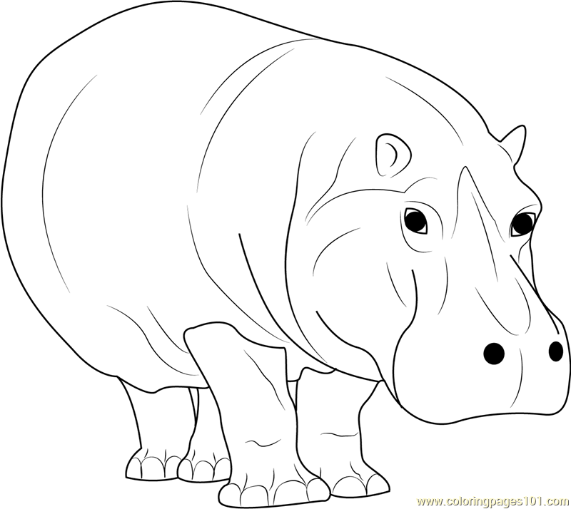 Hippopotamus Coloring Page