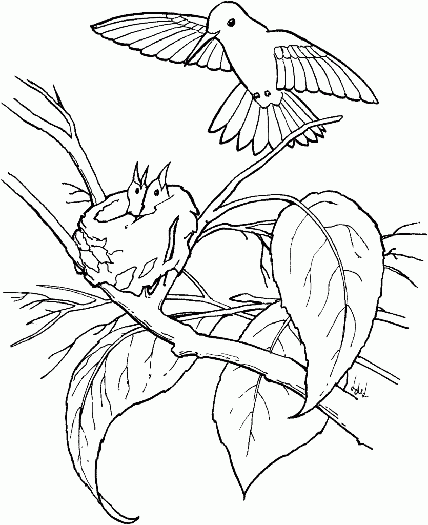 Hummingbird Color Sheets