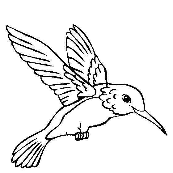 Hummingbird Coloring Page Team Coloring