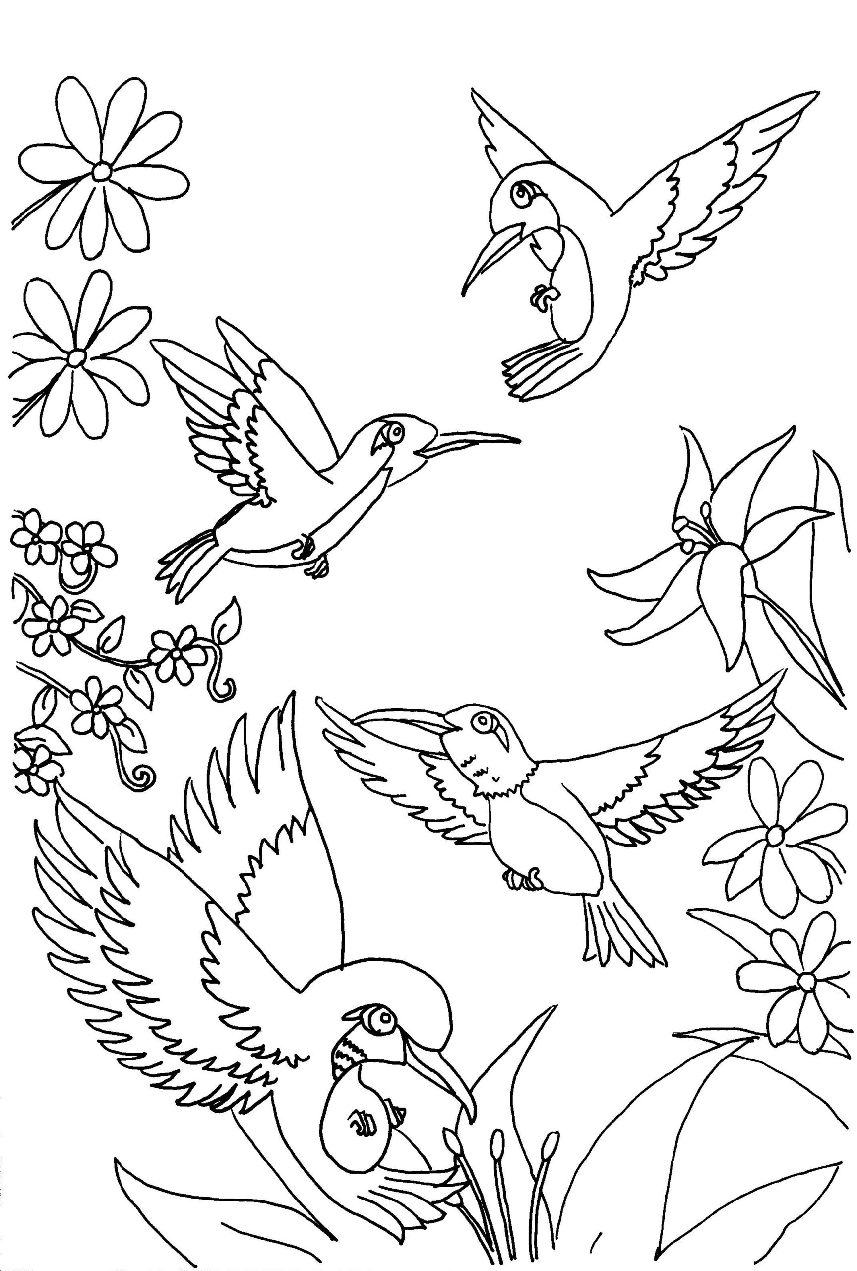 printable hummingbird pictures to color