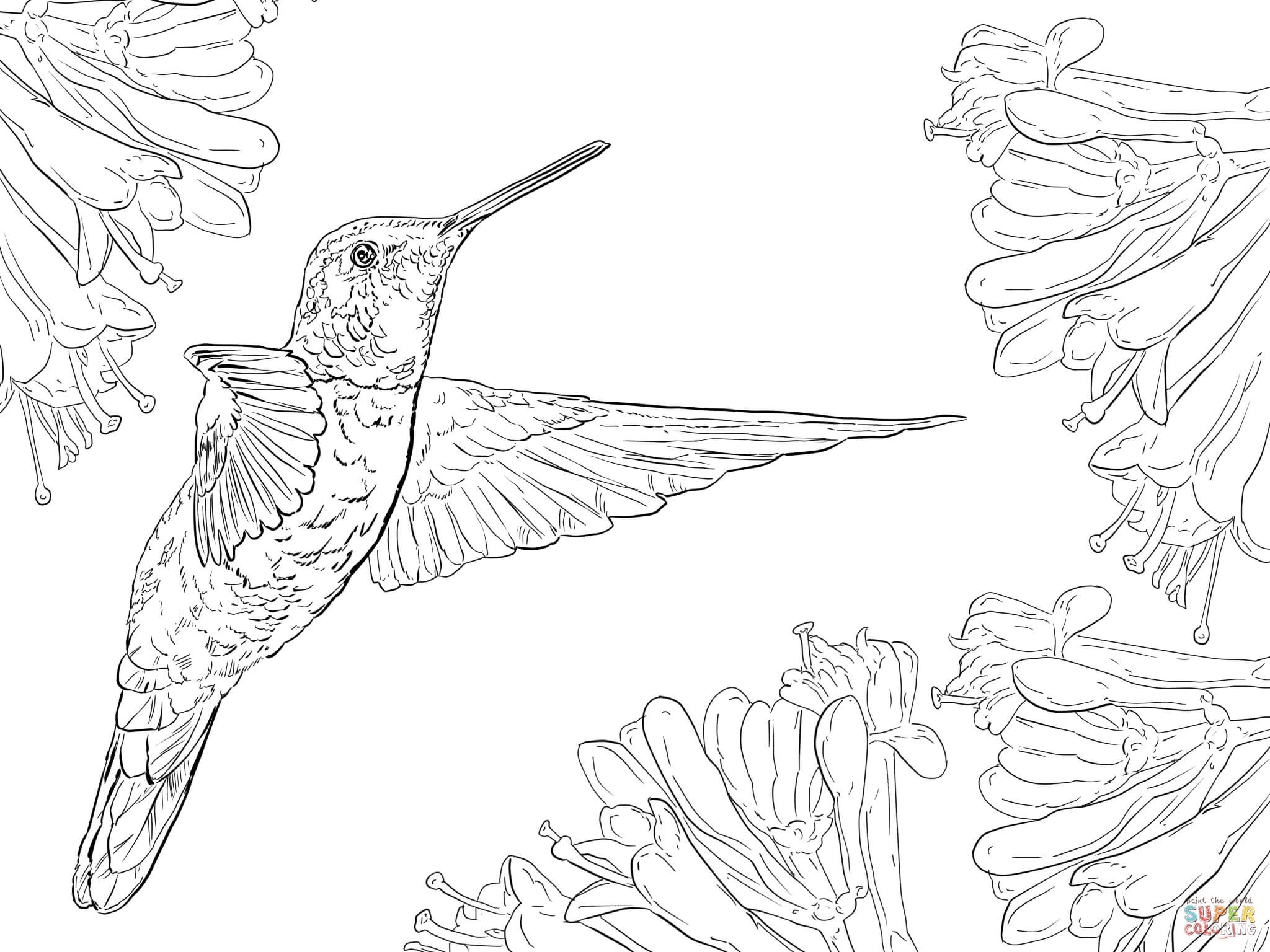 Hummingbird Coloring Pages Printable At GetDrawings Free Download