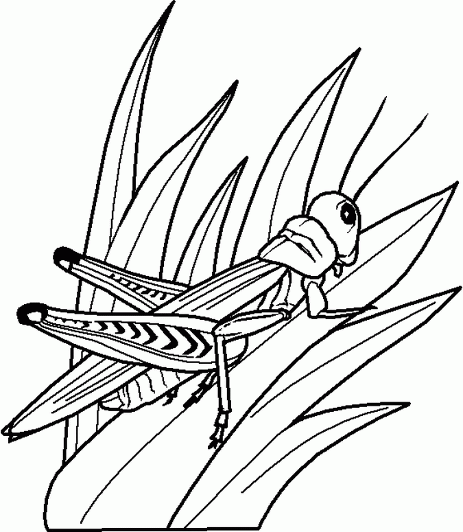 Insects For Kids Coloring Pages Coloring Home