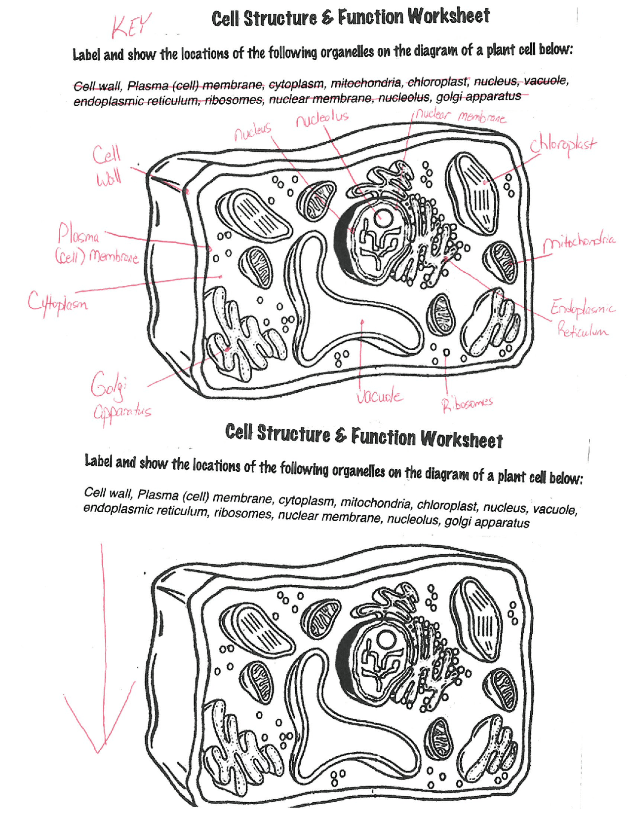cell labeling worksheet